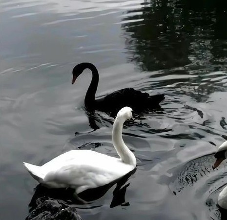 Belinay Karagöz-. 170725.jpg